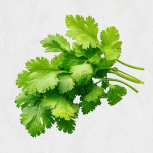 Coriander Leaves