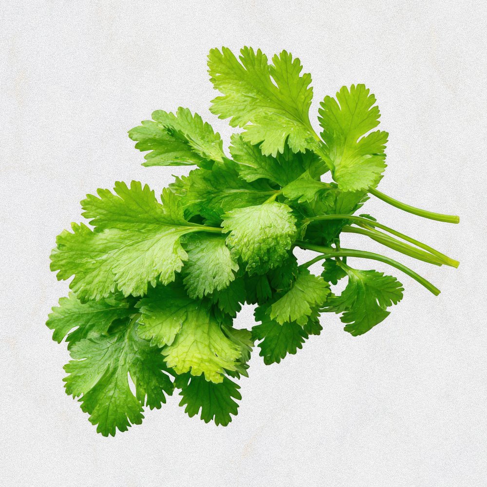 Coriander Leaves