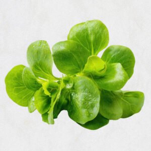 Fenugreek Leaves