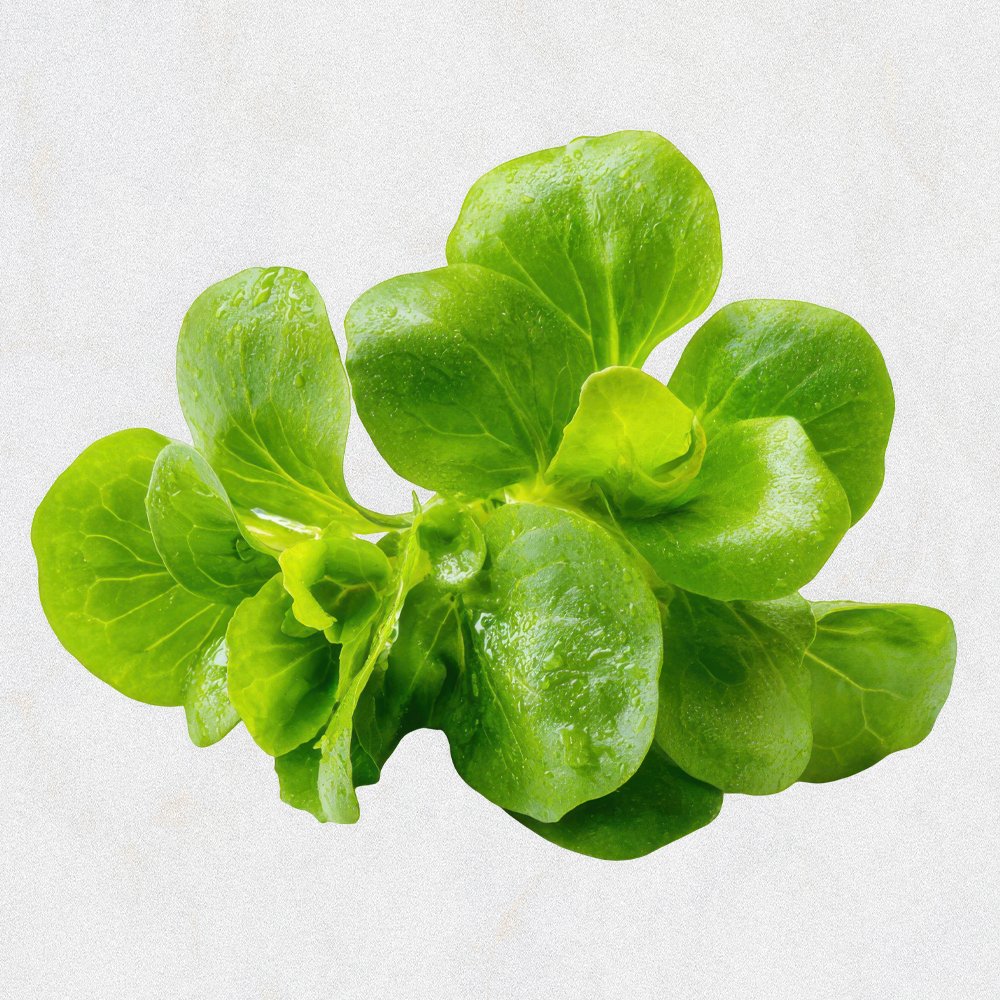 Fenugreek Leaves