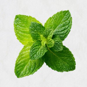 Mint Leaves
