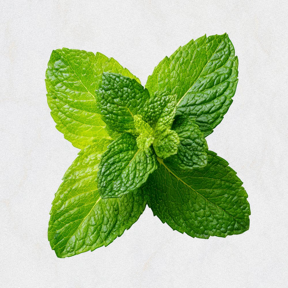 Mint Leaves